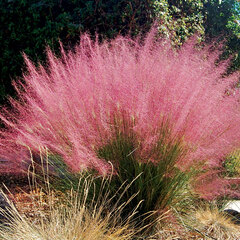 Muhlenbergia capillaris pink cloud