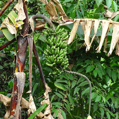 Musa acuminata