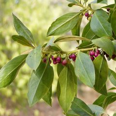 Myoporum laetum