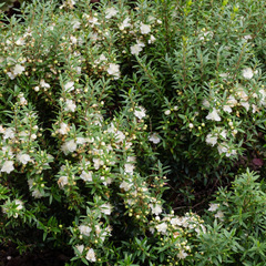 Myrtus communis microphylla