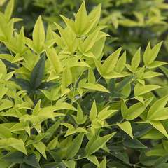 Nandina domestica alba lemon lime