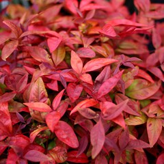 Nandina domestica blush pink