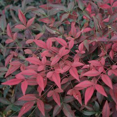 Nandina domestica murasaki