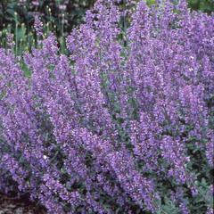 Nepeta faassenii walkers low