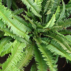 Nephrolepis cordifolia