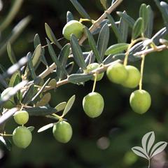 Olea europaea