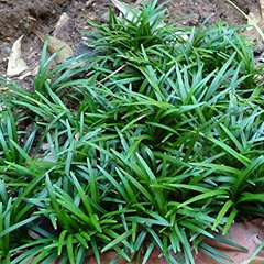 Ophiopogon japonicus