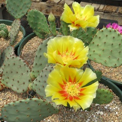 Opuntia humifusa x macrorhiza