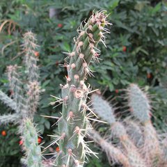 Opuntia imbricata guadalupe