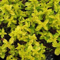 Origanum norton gold