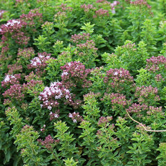 Origanum vulgare