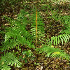 Osmunda cinnamomea