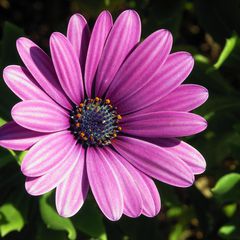 Osteospermum