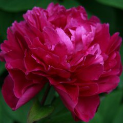 Paeonia