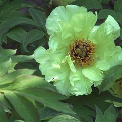 Paeonia amber moon