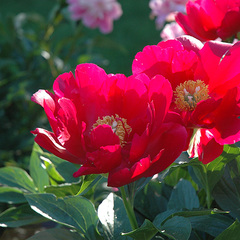 Paeonia america