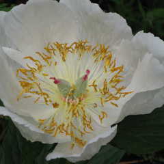 Paeonia archangel