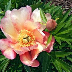 Paeonia julia rose