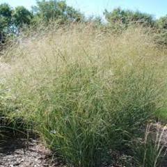 Panicum virgatum