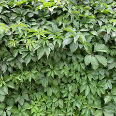 Parthenocissus quinquefolia