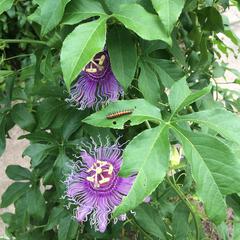 Passiflora incarnata