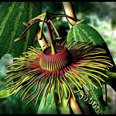 Passiflora sunburst