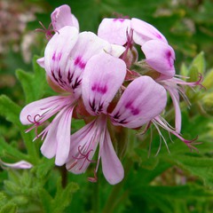 Pelargonium