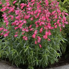 Penstemon