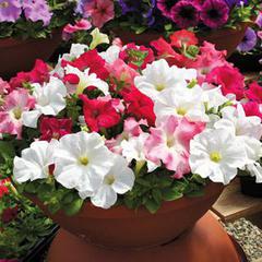 Petunia aladdin cherry