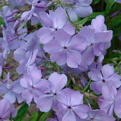 Phlox divaricata blue moon