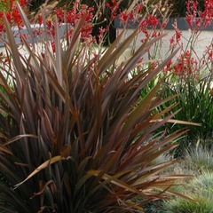 Phormium amazing red