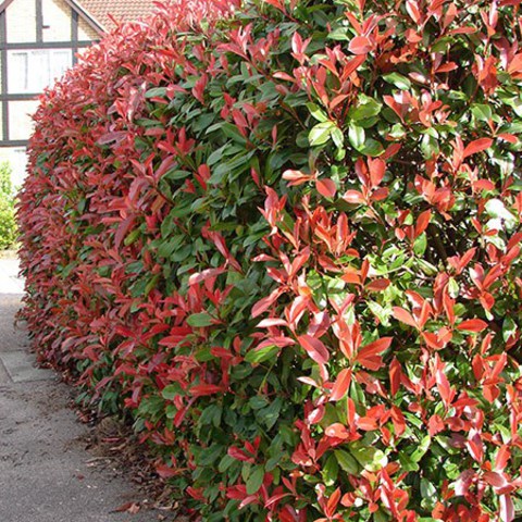 Photinia fraseri