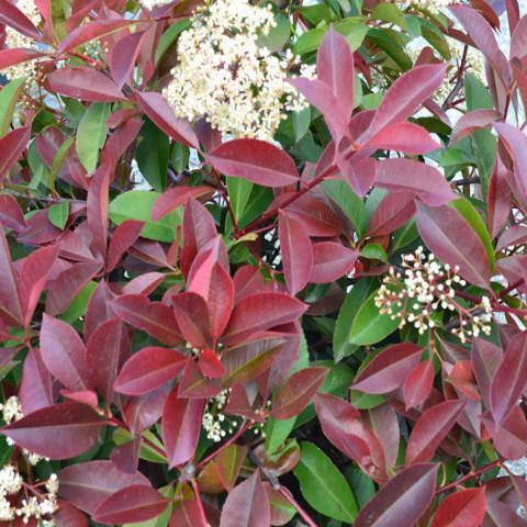 Photinia glabra