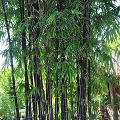 Phyllostachys nigra