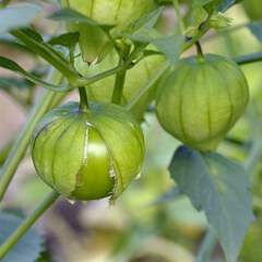 Physalis philadelphica