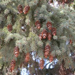 Picea glauca