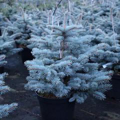 Picea pungens