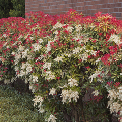 Pieris japonica mountain fire