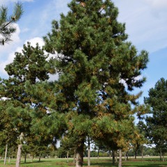 Pinus nigra