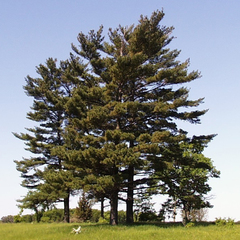 Pinus strobus