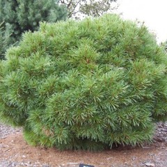 Pinus strobus compacta
