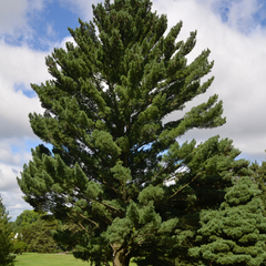 Pinus strobus fastigiata