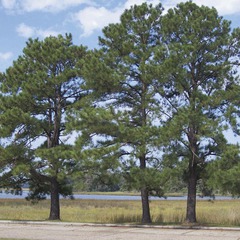 Pinus taeda