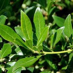 Pittosporum heterophyllum