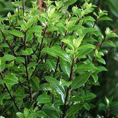 Pittosporum tenuifolium