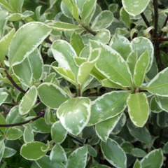 Pittosporum tobira platinum