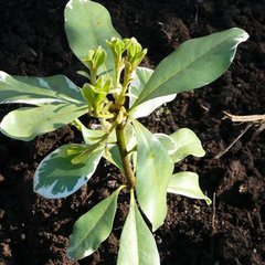 Pittosporum tobira variegata