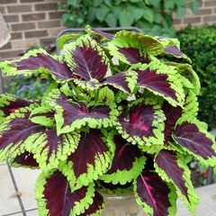 Plectranthus scutellarioides