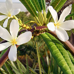 Plumeria