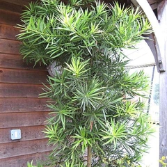 Podocarpus macrophyllus